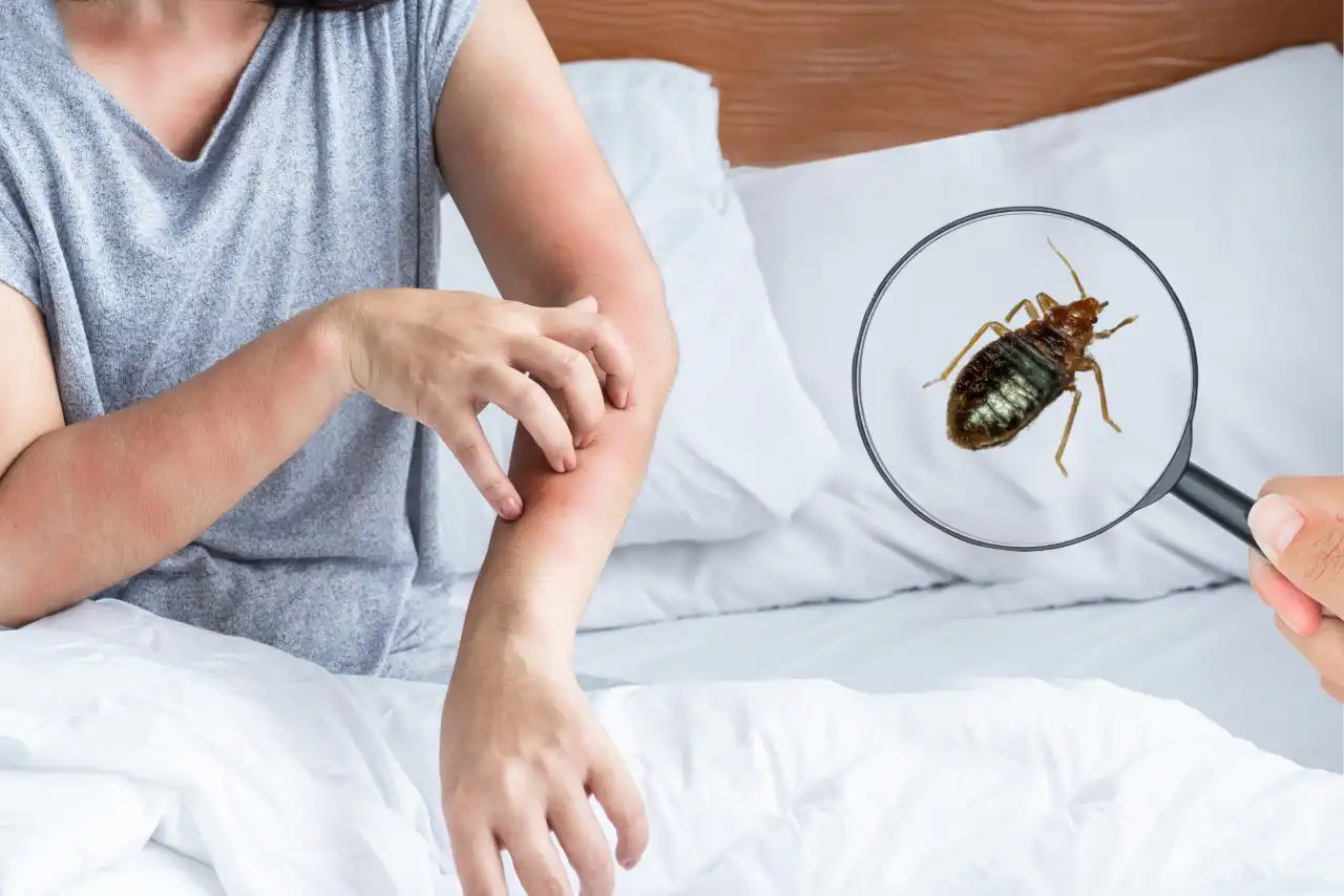 Person scratching their arm due to bed bug bites, with a magnified view of a bed bug.