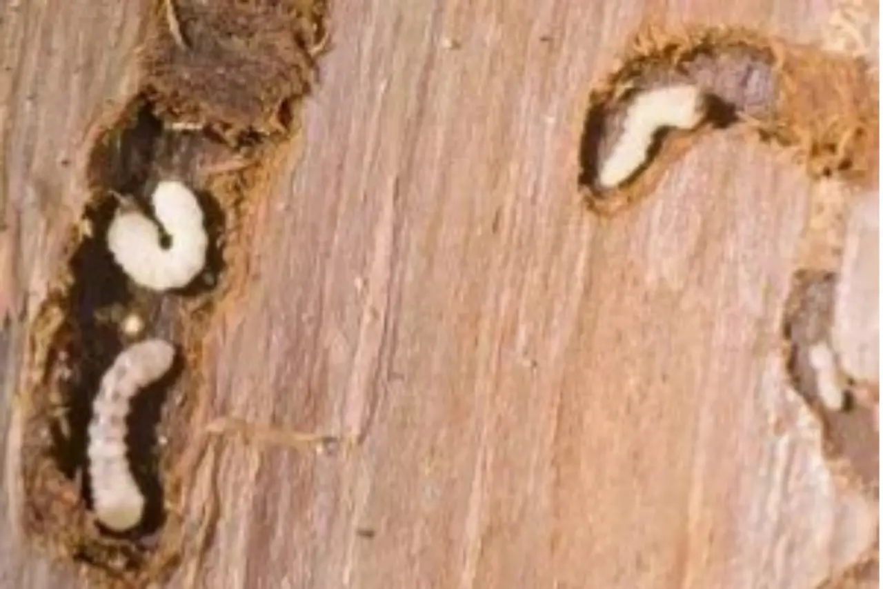 Woodborer Larvae Infestation in Wooden Surface